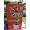 Image 2 : Holland Complete Indoor Grow Kit Amaryllis/Paperwhite Bulbs (12ct)