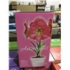 Image 3 : Holland Complete Indoor Grow Kit Amaryllis/Paperwhite Bulbs (12ct)