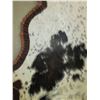 Image 4 : Double Matted Cowhide Rug- 97" L- 92" Across Front Legs- 75" Across Hind Legs- Minor Damage on Edge 