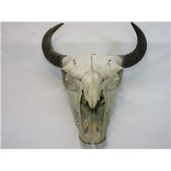 Buffalo Skull- 21"W