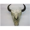 Image 1 : Buffalo Skull- 21"W