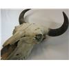 Image 4 : Buffalo Skull- 21"W
