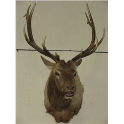 6 Point Shoulder Mount Bull Elk- 38" Beams- 31" Wide
