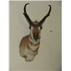 Image 1 : Shoulder Antelope Mount- 13" Beams- 11" Wide