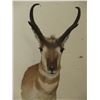 Image 2 : Shoulder Antelope Mount- 13" Beams- 11" Wide