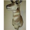 Image 3 : Shoulder Antelope Mount- 13" Beams- 11" Wide