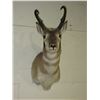 Image 1 : Antelope Mount- 12.5" Beams- 11"W