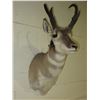 Image 2 : Antelope Mount- 12.5" Beams- 11"W