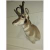 Image 3 : Antelope Mount- 12.5" Beams- 11"W
