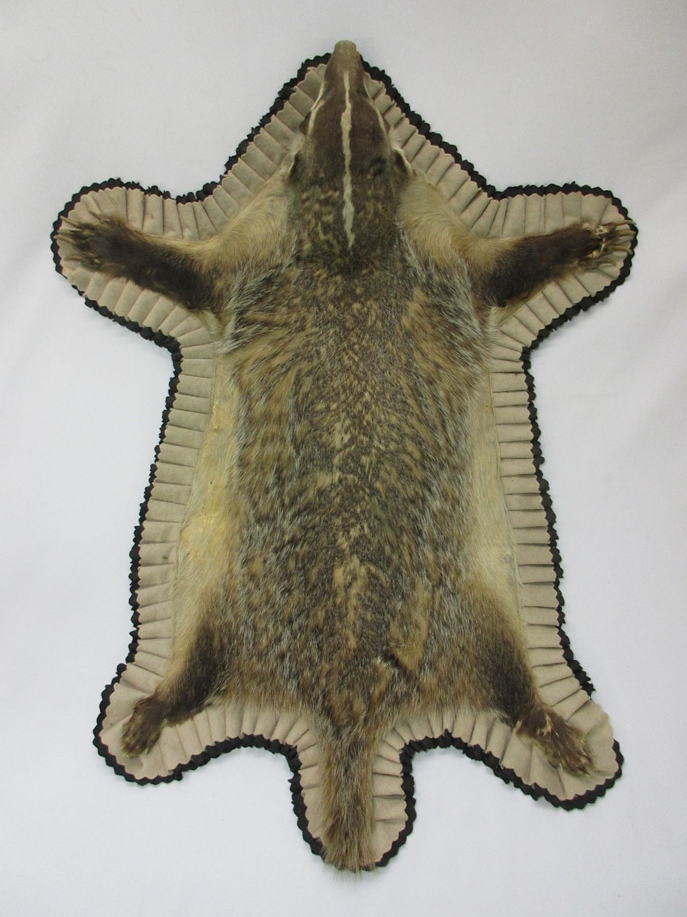 Bagger Skin Rug Double Matted Badger Rug- Minor Damage On 1 Foot- 38
