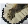 Image 2 : Double Matted Badger Rug- Minor Damage On 1 Foot- 38" X 28"