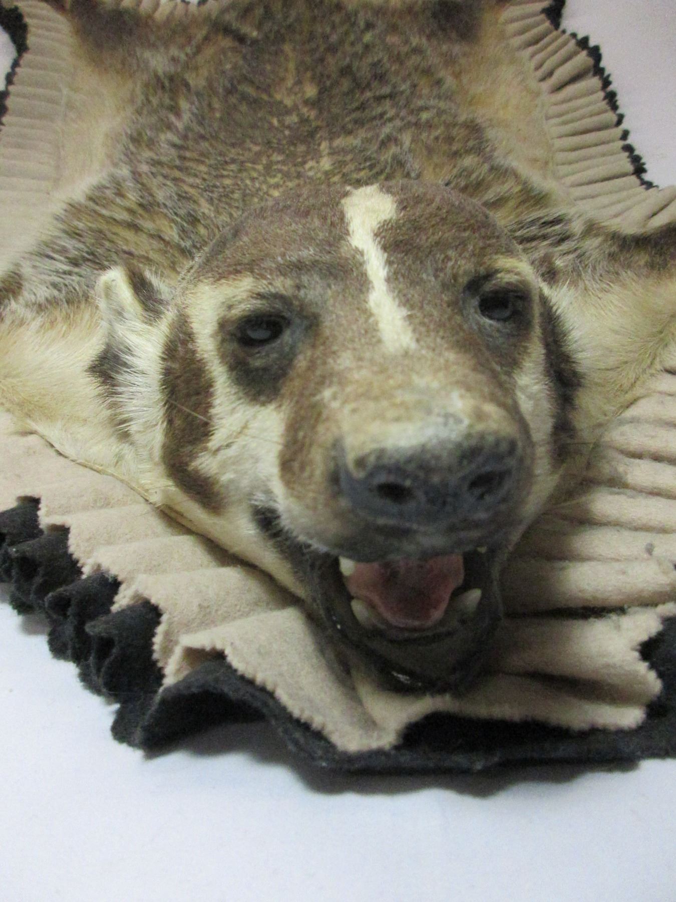 Badger Rug Double Matted Badger Rug- Minor Damage On 1 Foot- 38