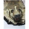 Image 5 : Double Matted Badger Rug- Minor Damage On 1 Foot- 38" X 28"