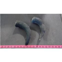 TWO BISON HORNS