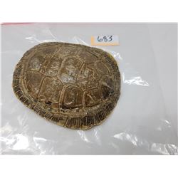 TURTLE SHELL
