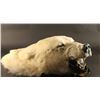 Image 3 : Polar Bear Head Mount