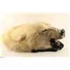 Image 4 : Polar Bear Head Mount