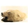 Image 5 : Polar Bear Head Mount