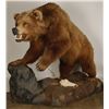 Image 1 : Large Full Mounted Kodiak Bear