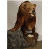 Image 2 : Large Full Mounted Kodiak Bear