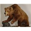 Image 3 : Large Full Mounted Kodiak Bear