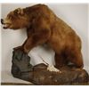 Image 4 : Large Full Mounted Kodiak Bear