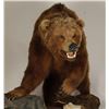 Image 5 : Large Full Mounted Kodiak Bear