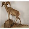 Image 2 : Full Mount of Big Horn Sheep