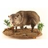 Image 1 : Full Mounted Baby Javelina