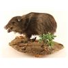 Image 2 : Full Mounted Baby Javelina