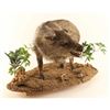 Image 3 : Full Mounted Baby Javelina