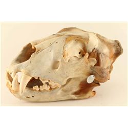Lion Skull