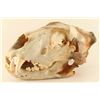 Image 1 : Lion Skull