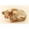 Image 2 : Lion Skull