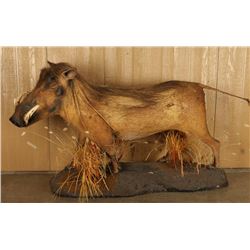 Full Mounted African Wart Hog