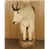 Image 1 : Shoulder Mounted Mountain Goat