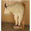 Image 2 : Shoulder Mounted Mountain Goat