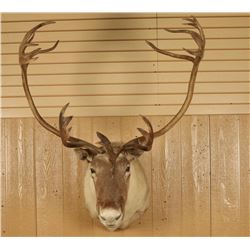 Caribou Shoulder Mounted