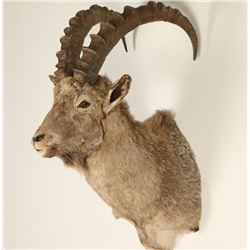 Alpine Ibex Shoulder Mount