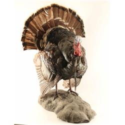 Full Mounted Turkey
