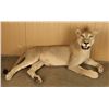 Image 1 : Full Mounted African Lion