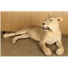 Image 2 : Full Mounted African Lion