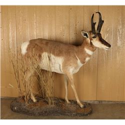 Full Mounted Pronghorn