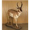 Image 2 : Full Mounted Pronghorn