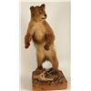 Image 1 : Smaller Full Mounted Bear