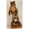 Image 3 : Smaller Full Mounted Bear