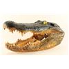Image 2 : Alligator Head