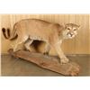 Image 1 : Full Mounted Mountain Lion