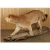 Image 3 : Full Mounted Mountain Lion