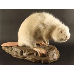 Full Mounted Albino Beaver